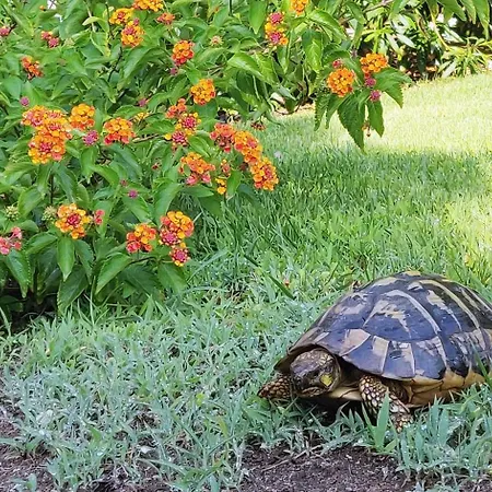 Gino Appartamento Stintino